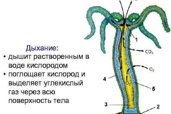 Как зайти на кракен без тора