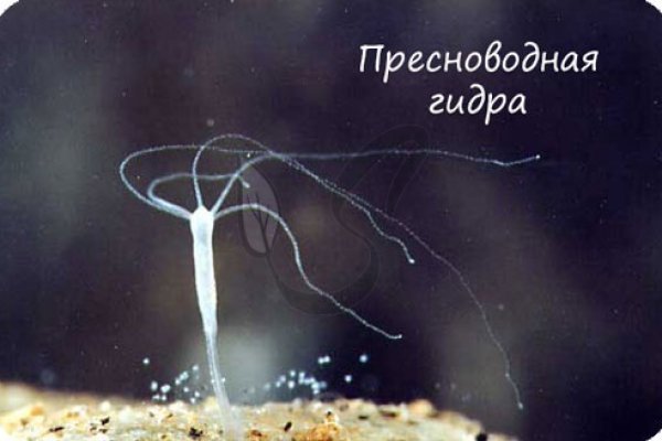 Кракен ссылка 2web